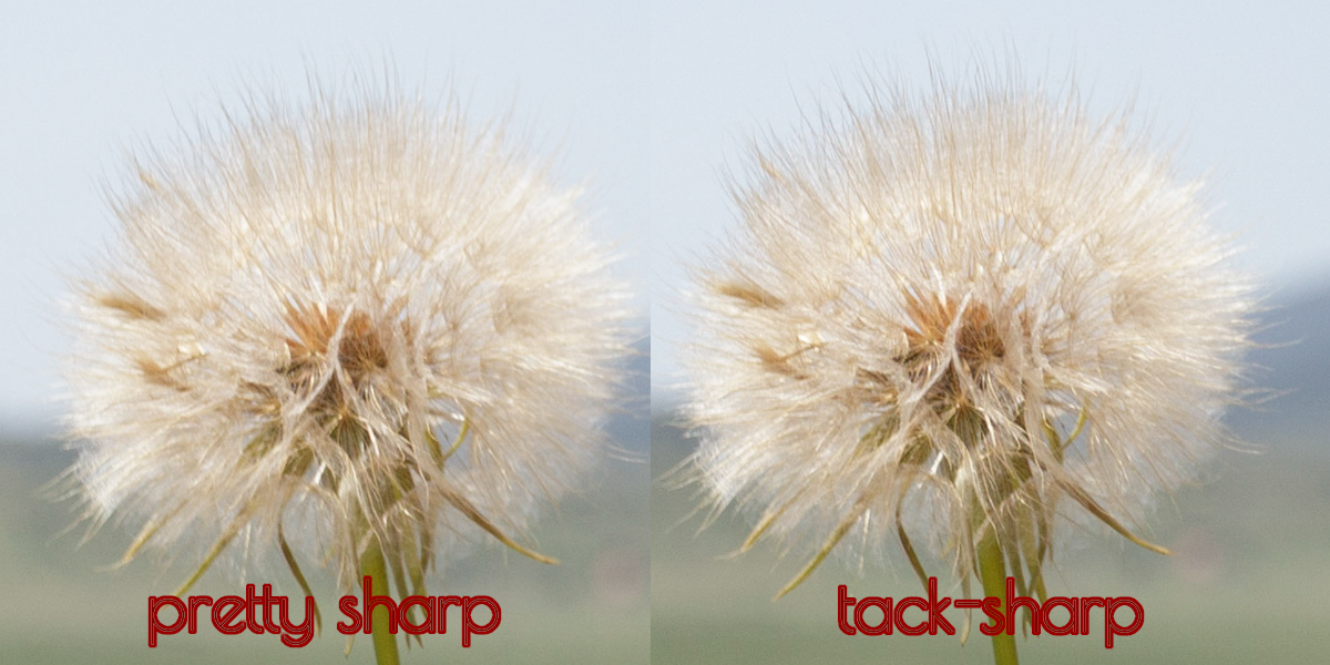 Tack Sharp vs. Kinda Sharp Dandelion