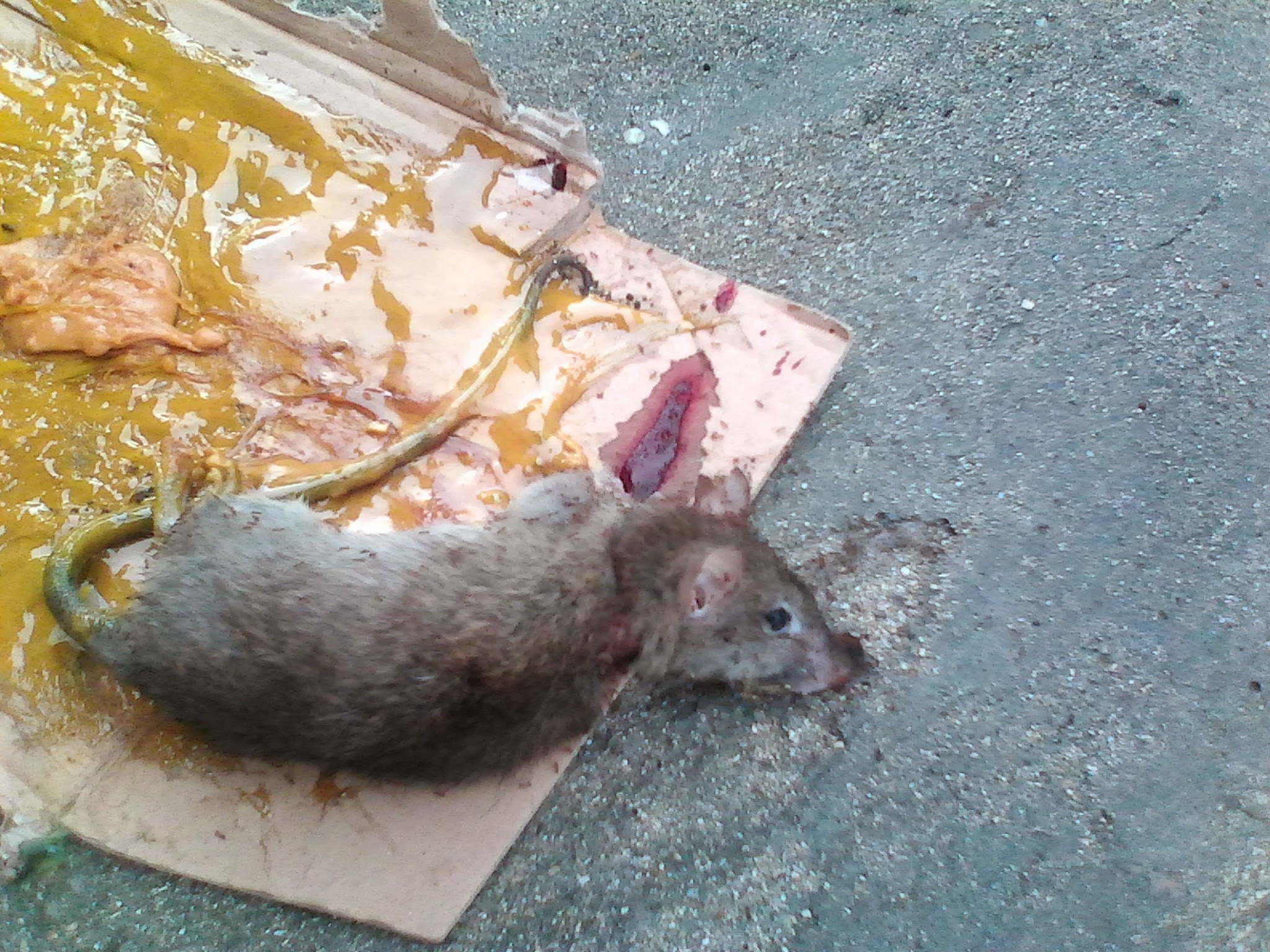 Dead Rat on Sticky Trap
