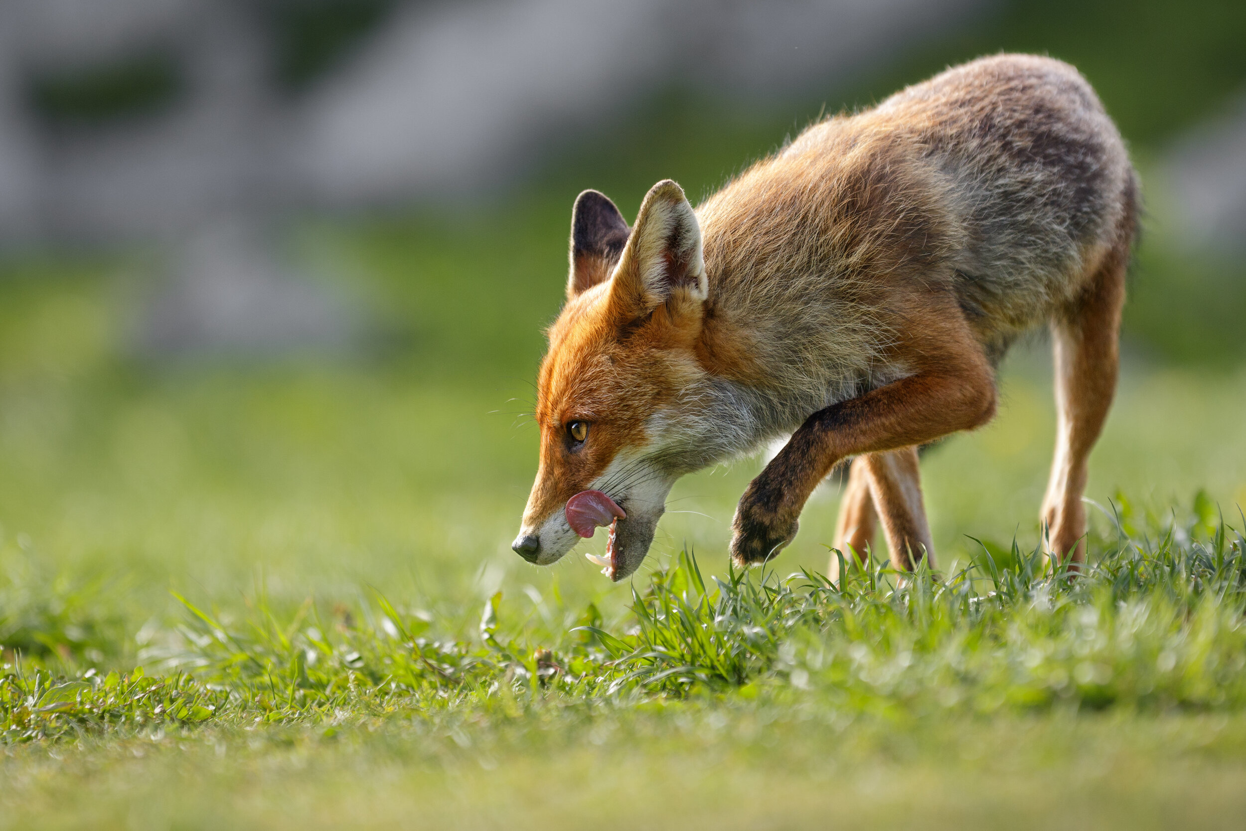 Red Fox by Ricky Kresslein
