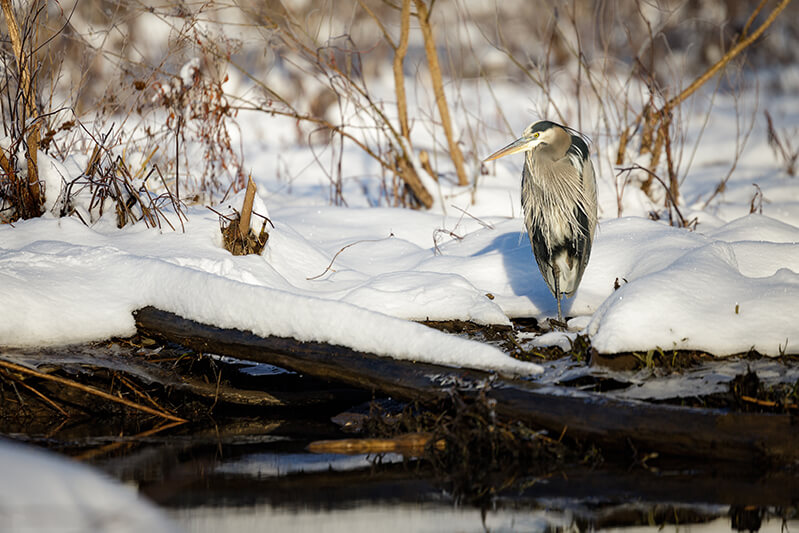 Blue Heron in Snow by Ricky Kresslein