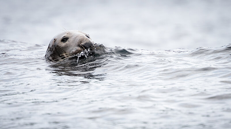 Grey Seal by Ricky Kresslein